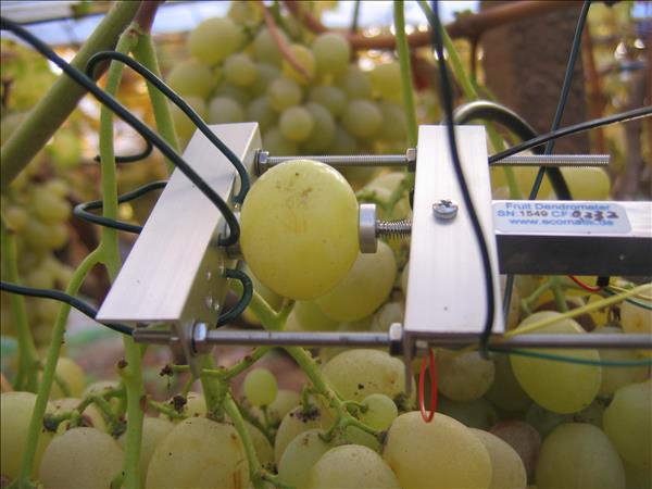 Macfrut Table Grape Symposium